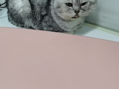 -联萌宠物医院(猫病专科)