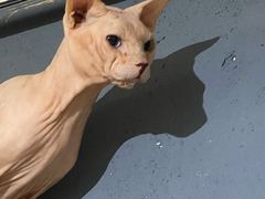 -more than meow吴止猫主题餐厅(承德 中船汇店)