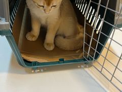 -御宝贝·A梦猫科宠物医院(国际猫友好医院)