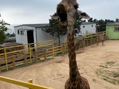 -西霞口神雕山野生动物世界