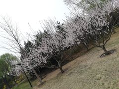 -北坞公园