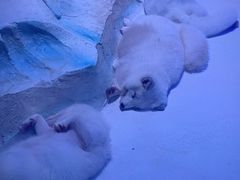 -海合安成都极地海洋公园
