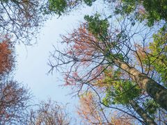 -青龙山国家森林公园
