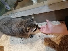 -昆明大悦城未来动物城(螺蛳湾中心店)