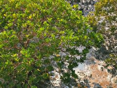 -北海金海湾红树林生态旅游区