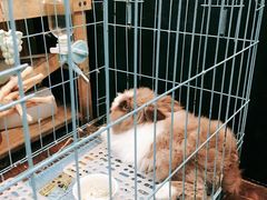 -志龙皇冠吃货椰子铺