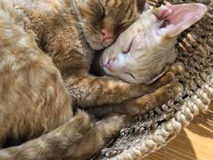 -藏猫猫咖啡主题馆(中央大道店)