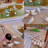 珠海海泉湾小矮人部落，梦想中的童话世界🏕