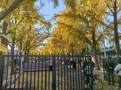 -三里屯东五街银杏大道