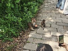 -苏州上方山国家森林公园