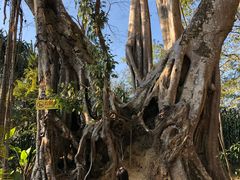 -瑞丽独树成林风景区