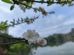 -西湖公园(鼓楼区)
