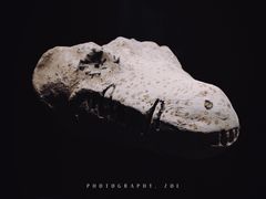 -遇见博物馆(遇见海洋沉浸式奇幻光影展)