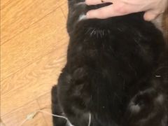 -北京观赏动物医院·24小时大型综合·猫专科·异宠专科