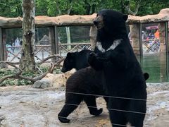 -野生动物园-停车场