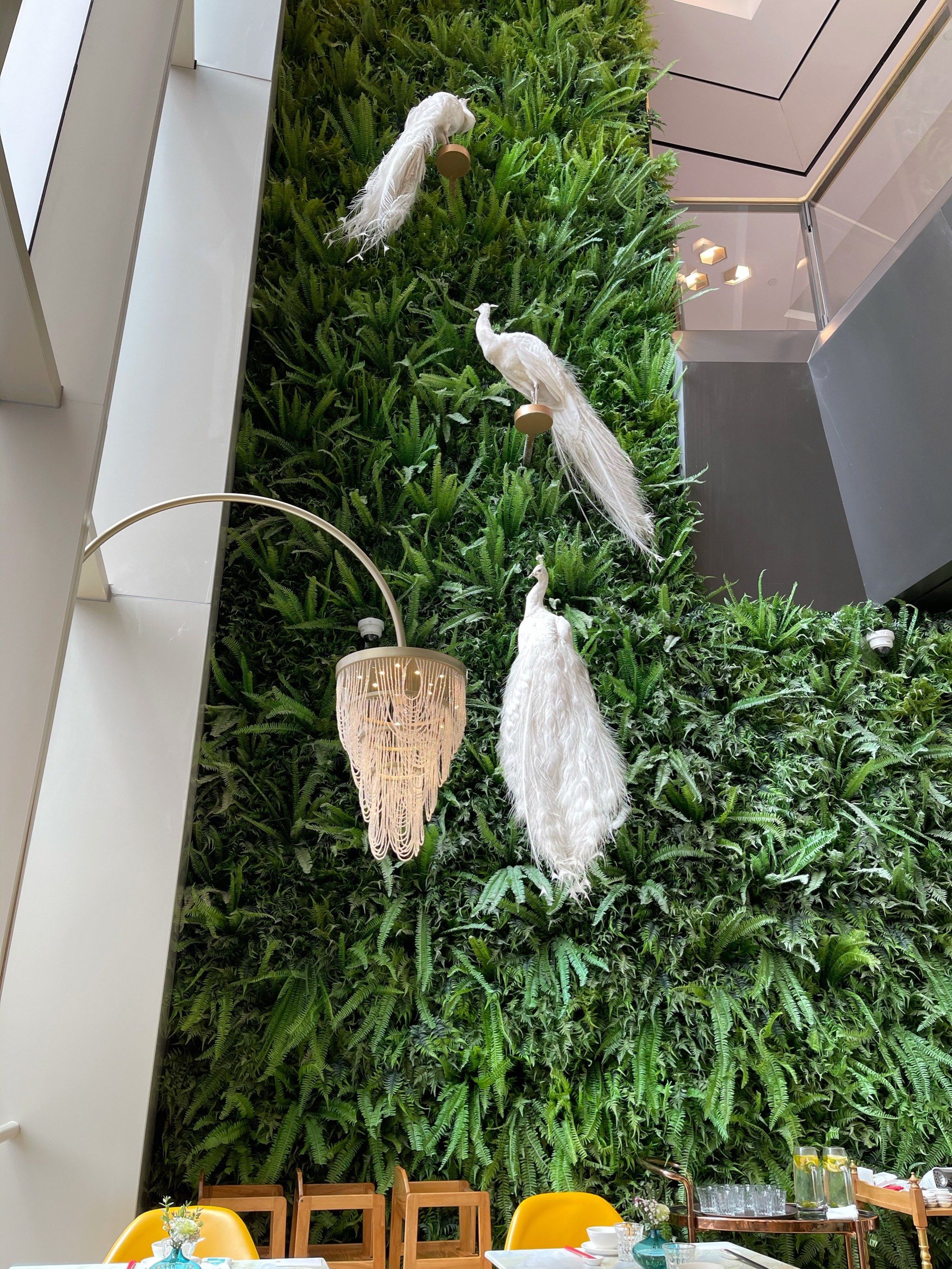 孔雀很美 孔雀川菜更美味
