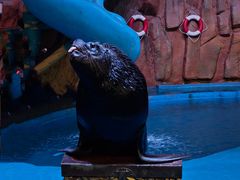 -烟台海昌鲸鲨海洋公园