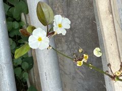 -国家植物园南园