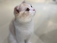 -藏猫猫咖啡主题馆(中央大道店)