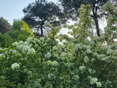 -铁山坪森林公园