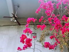 -阿细汉菜(本地盐帮菜名店)