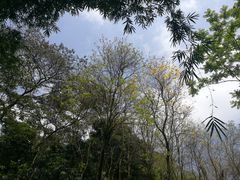 -广州市流溪河国家森林公园