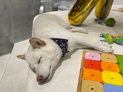 -柴务处·柴犬主题狗咖