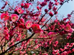 -梅花山(明孝陵内)