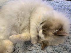 -momokira米努特·德文卷毛猫·棉花面纱犬