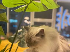 -Cappucimeow猫咪咖啡馆(韦伯时代店)