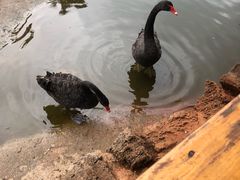 -海南热带野生动植物园