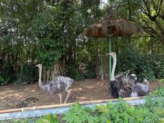 -广州长隆飞鸟乐园