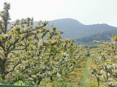 -树山生态村