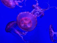 -暹罗海洋世界