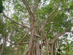 -中国科学院西双版纳热带植物园