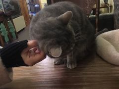 -猫色咖啡·猫咖