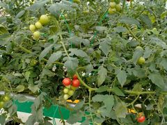 -兰陵国家农业公园