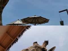 -青岛森林野生动物世界