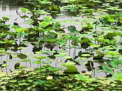 -长广溪湿地公园