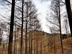-午潮山国家森林公园