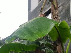 -广州神农草堂中医药博物馆