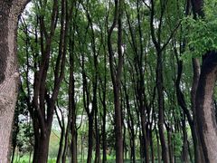 -昆山城市生态森林公园