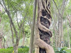 -中国科学院西双版纳热带植物园
