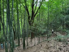 -上海佘山国家森林公园天马山园