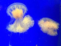 -上海海洋水族馆