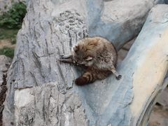 -灵玲国际马戏城