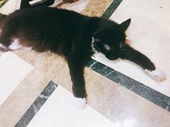 -猫色咖啡·猫咖