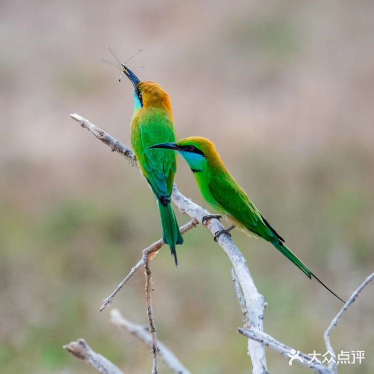 鲸鱼们都会浮出水面换气，再次下潜的时候，就能照到尾鳍