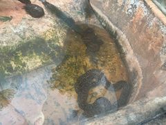 -海南热带野生动植物园