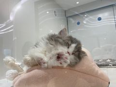 -1013 PET SHOP精品宠物商店(丁香店)